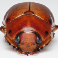 jojolovesbugs