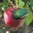 Baby_beetle_bug