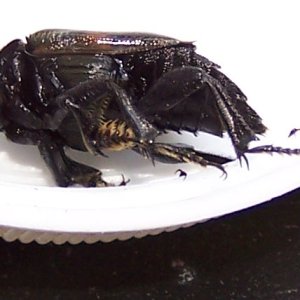 bug2.jpg