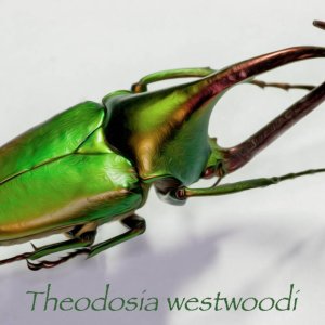 theodosia .jpg