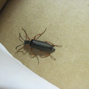 Stenocorus schaumii.jpg