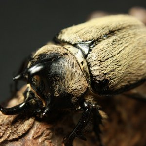 IMG_6723.jpg