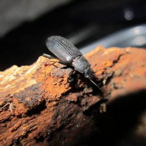 IMG_2351.jpg