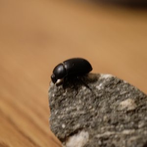 DSCF2520.JPG