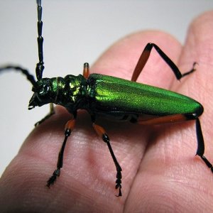 P_suaveolens_female_03.jpg