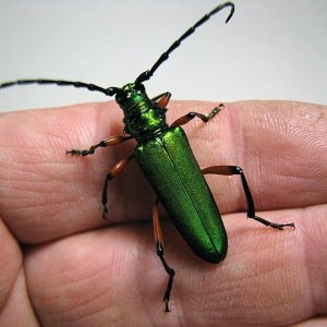 P_suaveolens_female_02.jpg