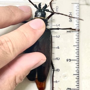 Media 'AF41D4FF-FA1E-4C95-B297-A178A24B291C.jpeg' in category 'Beetle Photos'