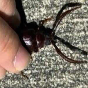 Tile borer.jpg