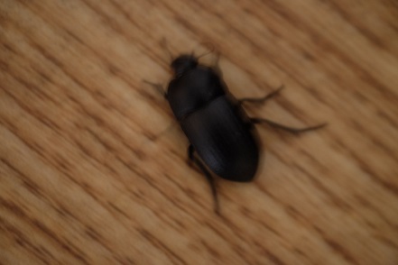DSCF2514.JPG