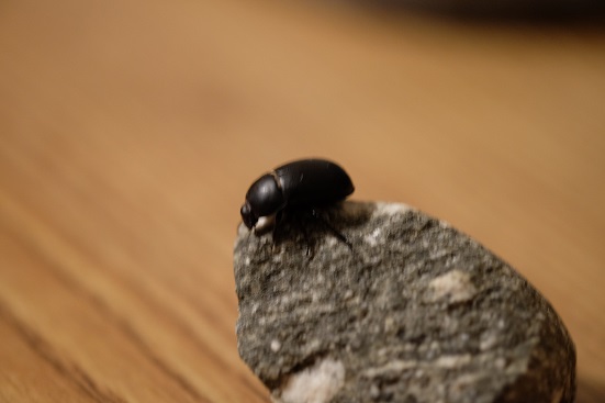 DSCF2520.JPG
