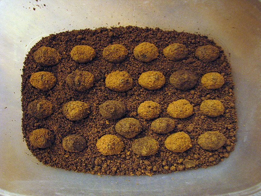 E_fulgida_cocoons.jpg